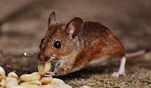 24 Hour & Emergency Exterminators in Treece, KS